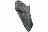 Partial Megalodon Tooth - South Carolina #226547-1
